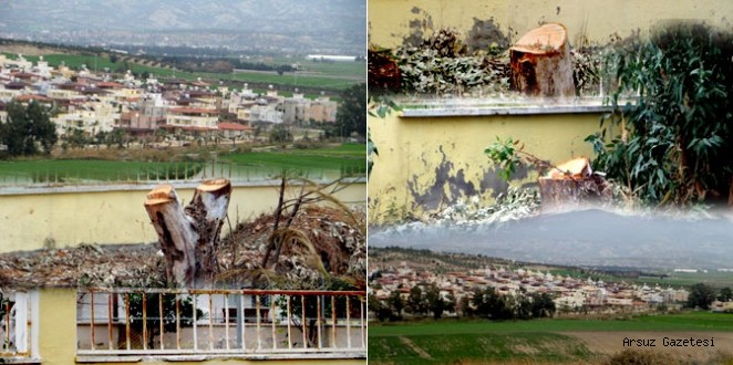 Arsuz'da Ağaç Katliamına Site Sakinleri Tepkisi!
