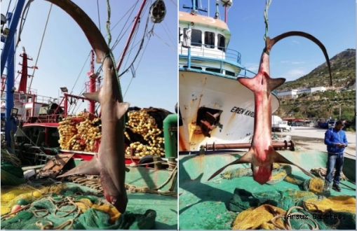 Köpek Balığı, Balıkçıların Ağına Takıldı