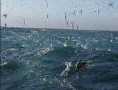 Arsuz'da Dinamitle Balık Avlanmaya Ağır Ceza