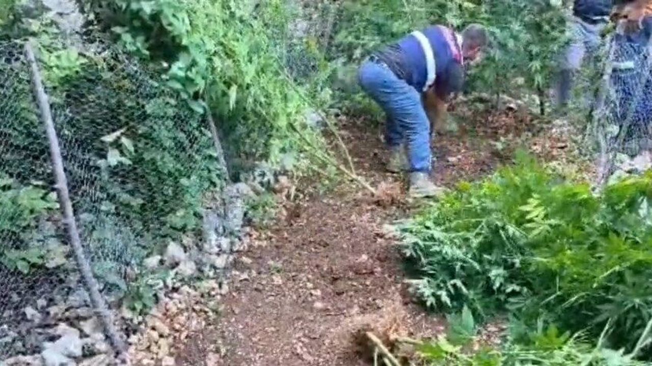 Jandarmadan Yasaklı Maddde Operasyonu…