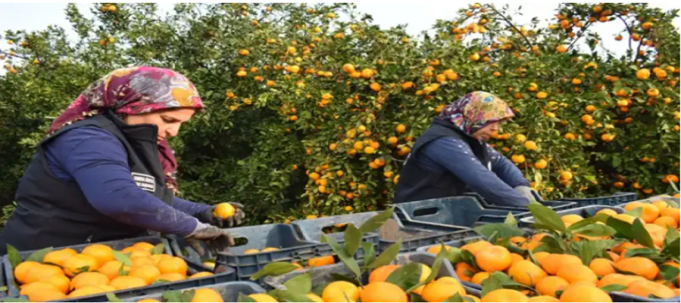 HBB 320 Ton Mandalinayı Vatandaşlara Dağıttı.