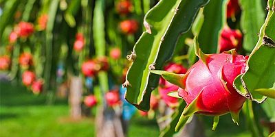 Arsuz'lu Çiftçi, Ejder Meyvesi Üretimini İkiye Katladı