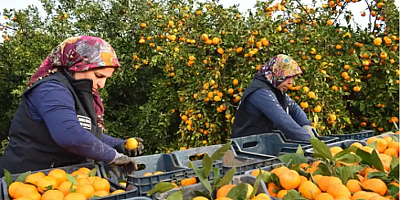 HBB 320 Ton Mandalinayı Vatandaşlara Dağıttı.