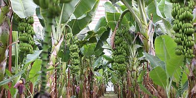 Muz da artık Türkiye’de 3. Sıradayız!